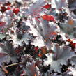 Dlužicha 'Binoche' - Heuchera 'Binoche'