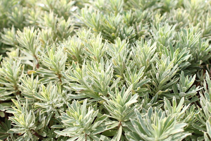 Pryšec hnědokvětý 'Silver Edge' - Euphorbia characias 'Silver Edge'