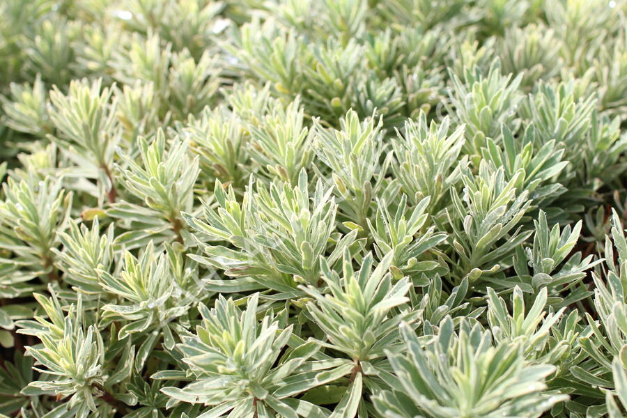 Pryšec hnědokvětý 'Silver Edge' - Euphorbia characias 'Silver Edge'