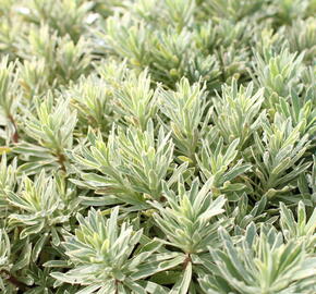 Pryšec hnědokvětý 'Silver Edge' - Euphorbia characias 'Silver Edge'