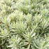 Euphorbia characias 'Silver Edge'.JPG