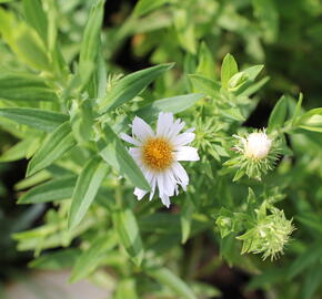 Hvězdnice novoanglická 'Herbstschnee' - Aster novae-angliae 'Herbstschnee'