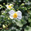 Sasanka hupejská'Alando White' - Anemone hupehensis 'Alando White'