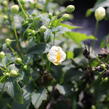 Sasanka hupejská'Alando White' - Anemone hupehensis 'Alando White'