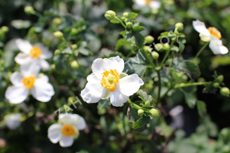 Sasanka hupejská'Alando White' - Anemone hupehensis 'Alando White'