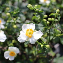 Sasanka hupejská'Alando White' - Anemone hupehensis 'Alando White'