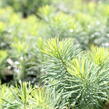 Pryšec chvojka 'Tall Boy' - Euphorbia cyparissias 'Tall Boy'