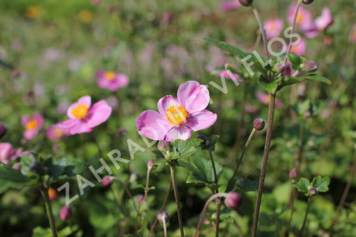 Sasanka japonská 'Praecox' - Anemone hupehensis 'Praecox'