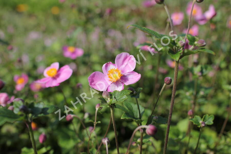 Sasanka japonská 'Praecox' - Anemone hupehensis 'Praecox'