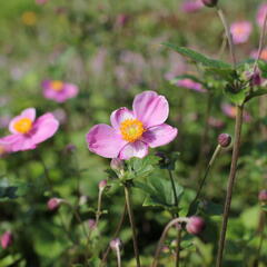 Sasanka japonská 'Praecox' - Anemone hupehensis 'Praecox'