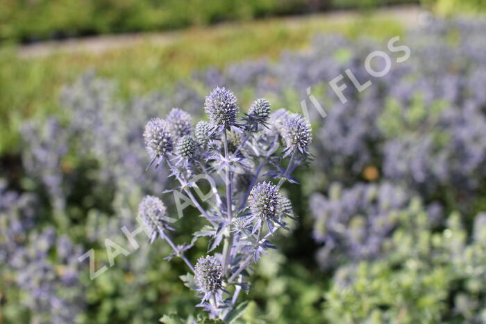 Máčka plocholistá 'Tiny Jackpot' - Eryngium planum 'Tiny Jackpot'