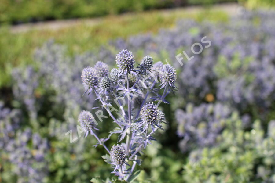 Máčka plocholistá 'Tiny Jackpot' - Eryngium planum 'Tiny Jackpot'