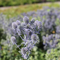 Máčka plocholistá 'Tiny Jackpot' - Eryngium planum 'Tiny Jackpot'