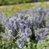 Eryngium planum 'Tiny Jackpot'_01.JPG