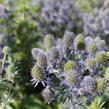 Máčka plocholistá 'Tiny Jackpot' - Eryngium planum 'Tiny Jackpot'