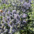 Máčka plocholistá 'Tiny Jackpot' - Eryngium planum 'Tiny Jackpot'