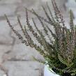 Vřes obecný (Sunset girls®) 'Zalina' - Calluna vulgaris (Sunset girls®) 'Zalina'