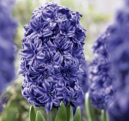 Hyacint 'Double Blue' - Hyacinthus 'Double Blue'