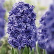 Hyacint 'Double Blue' - Hyacinthus 'Double Blue'