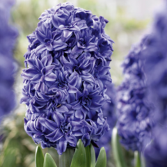 Hyacint 'Double Blue' - Hyacinthus 'Double Blue'