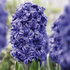 Hyacinthus 'Double Blue'.png