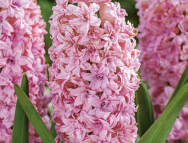 Hyacint  'Double Pink' - Hyacinthus 'Double Pink'