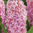 Hyacint  'Double Pink' - Hyacinthus 'Double Pink'