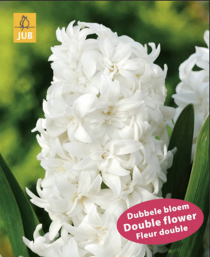 Hyacint 'Double White' - Hyacinthus 'Double White'