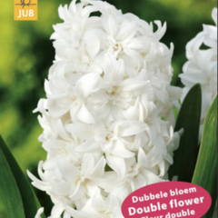 Hyacint 'Double White' - Hyacinthus 'Double White'