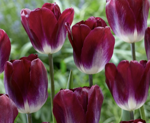 Tulipán 'Kansas Proud' - Tulipa 'Kansas Proud'