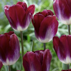 Tulipán 'Kansas Proud' - Tulipa 'Kansas Proud'