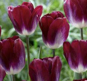 Tulipán 'Kansas Proud' - Tulipa 'Kansas Proud'