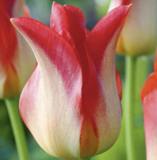 Tulipán liliovitý 'Strawberry Romanoff' - Tulipa Lily 'Strawberry Romanoff'