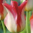 Tulipán liliovitý 'Strawberry Romanoff' - Tulipa Lily 'Strawberry Romanoff'