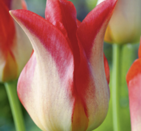 Tulipán liliovitý 'Strawberry Romanoff' - Tulipa Lily 'Strawberry Romanoff'