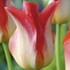 Tulipa Lily 'Strawberry Romanoff'.png