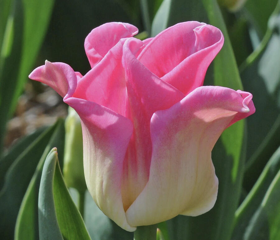 Tulipán coronet 'Crown of Dynasty' - Tulipa crown type 'Crown of dynasty'