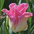 Tulipa crown type 'Crown of dynasty'.png