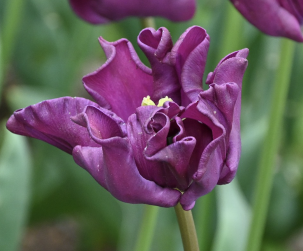 Tulipán coronet 'Crown of Negrita' - Tulipa crown type 'Crown of Negrita'