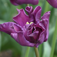 Tulipán coronet 'Crown of Negrita' - Tulipa crown type 'Crown of Negrita'