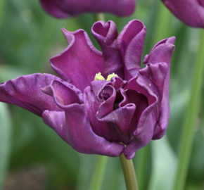 Tulipán coronet 'Crown of Negrita' - Tulipa crown type 'Crown of Negrita'