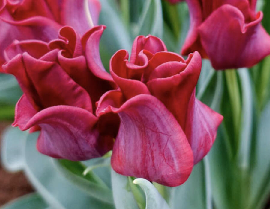 Tulipán coronet 'Red Dress' - Tulipa crown type 'Red Dress'