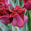 Tulipán coronet 'Red Dress' - Tulipa crown type 'Red Dress'