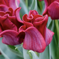 Tulipán coronet 'Red Dress' - Tulipa crown type 'Red Dress'