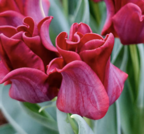 Tulipán coronet 'Red Dress' - Tulipa crown type 'Red Dress'