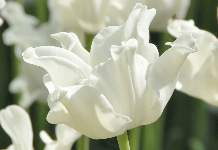 Tulipán coronet 'White Liberstar' - Tulipa crown type 'White Liberstar'