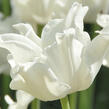 Tulipán coronet 'White Liberstar' - Tulipa crown type 'White Liberstar'