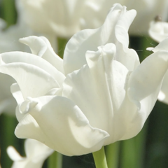 Tulipán coronet 'White Liberstar' - Tulipa crown type 'White Liberstar'