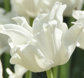 Tulipán coronet 'White Liberstar' - Tulipa crown type 'White Liberstar'