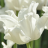 Tulipa crown type 'White Liberstar'.png